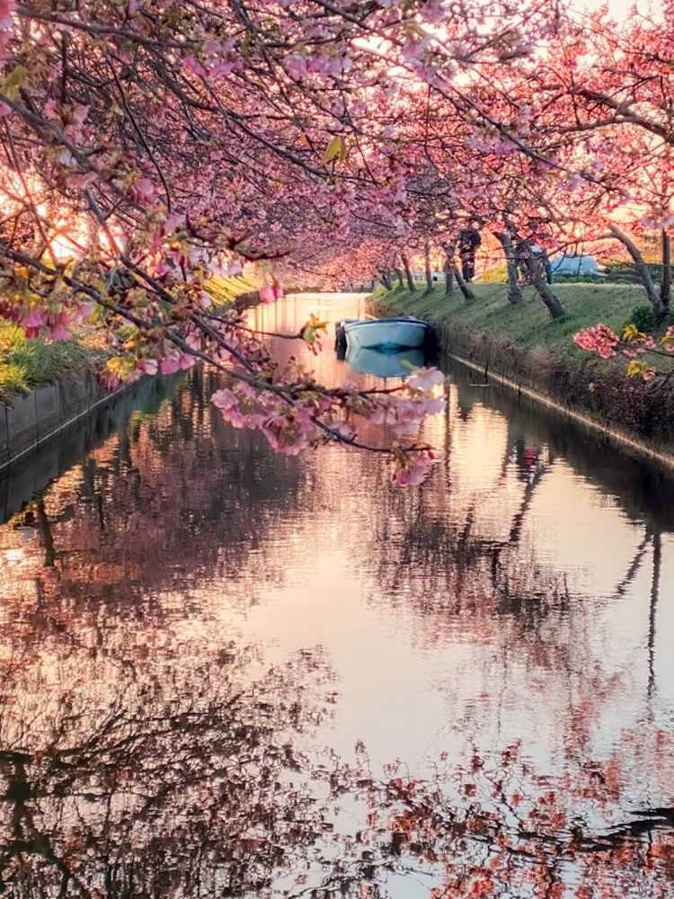 [Image1]Kawazu cherry blossoms road with a sunriseOn this day, there was wind and I couldn't take a mirror-l