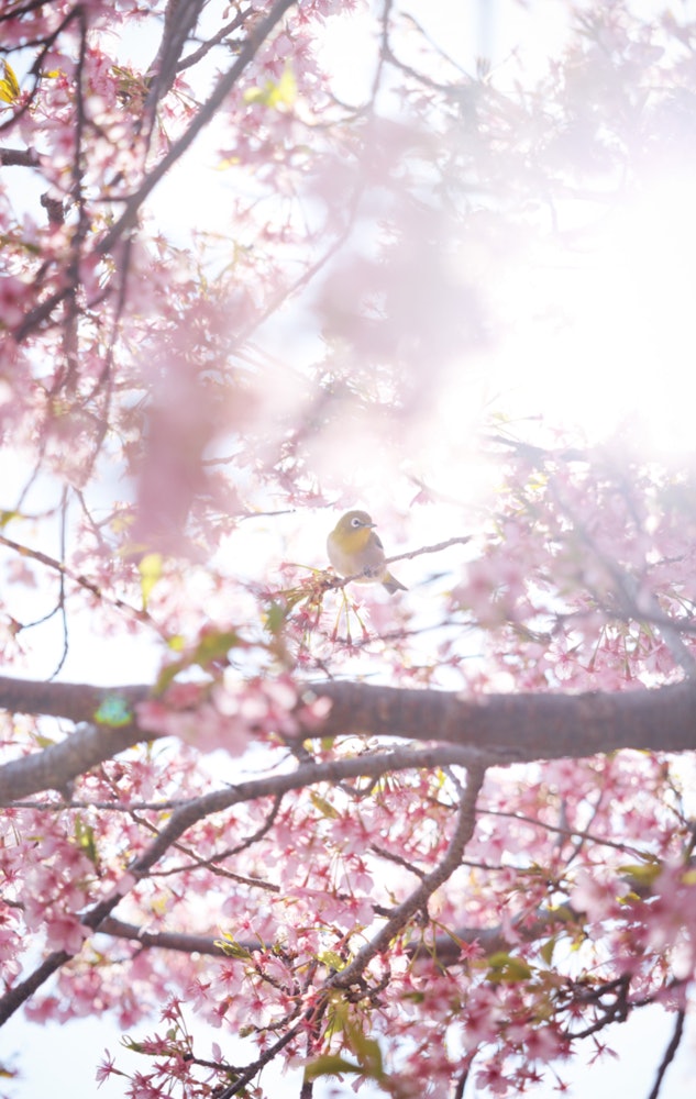 [画像1]サクラ🌸メジロはやっぱり桜が1番似合う☺️