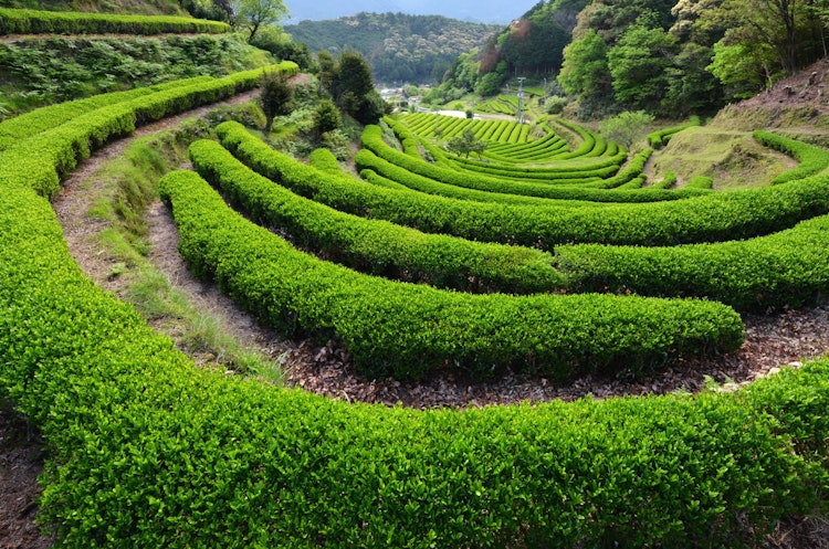 [画像1]那智勝浦町にある茶畑です。 山間にある茶畑の形状が面白く八十八夜の季節になると、毎年のように撮影に出かけています。