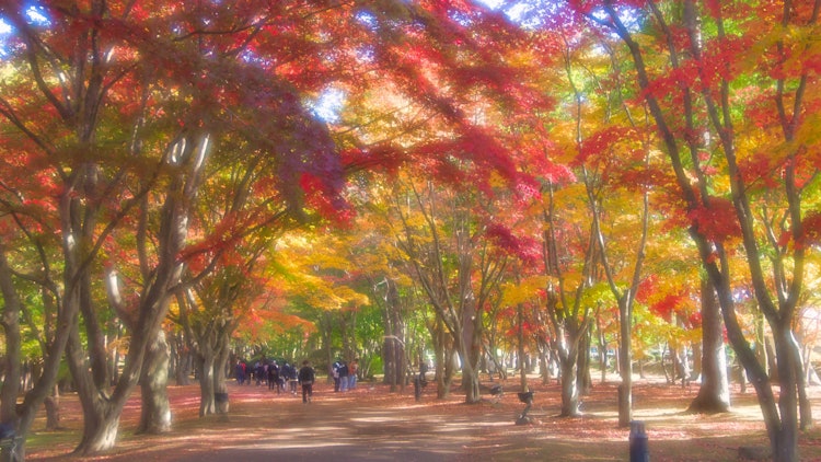 [相片1]函館著名的紅葉景點「三春公園（小雪苑）」從10月下旬到11月上旬可以看到的一排排紅葉是傑作。 您可以欣賞紅色，橙色，黃色和綠色等各種顏色的楓樹，並且可以通過在公園周圍漫步來盡情欣賞紅葉。