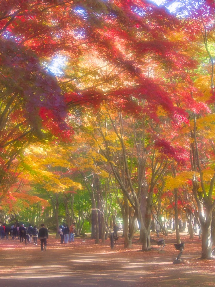 [Image1]Hakodate's famous spot for autumn leaves 