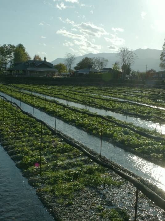 [Image1]Location: Daio Wasabi Farm, Azumino, NaganoIt is said that because it is a place where crystal clear
