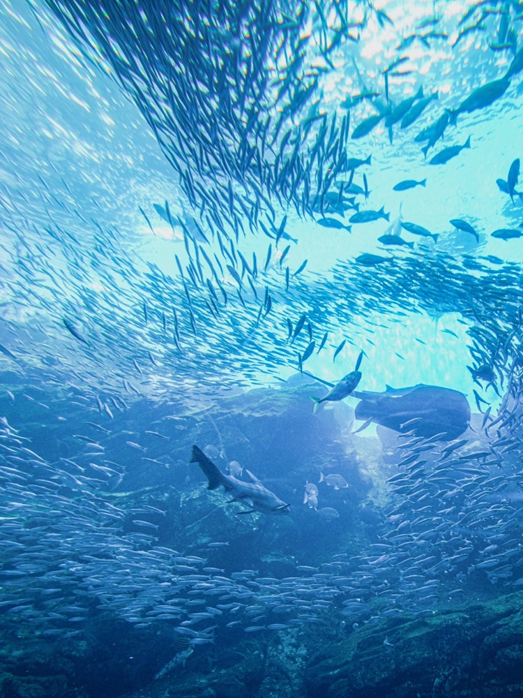 [Image1]Umimori Aquarium.It's like being under the sea.