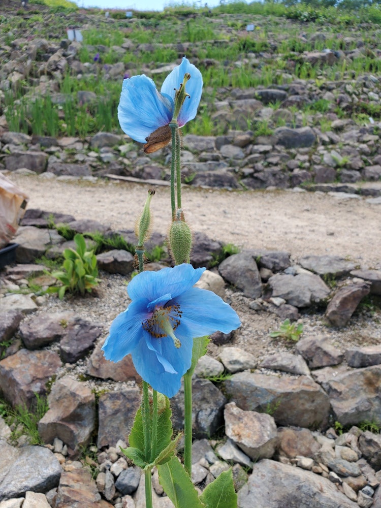 [이미지1]하쿠바 고류 알파인 식물원의 푸른 양귀비 꽃곤돌라로 올라갑니다.