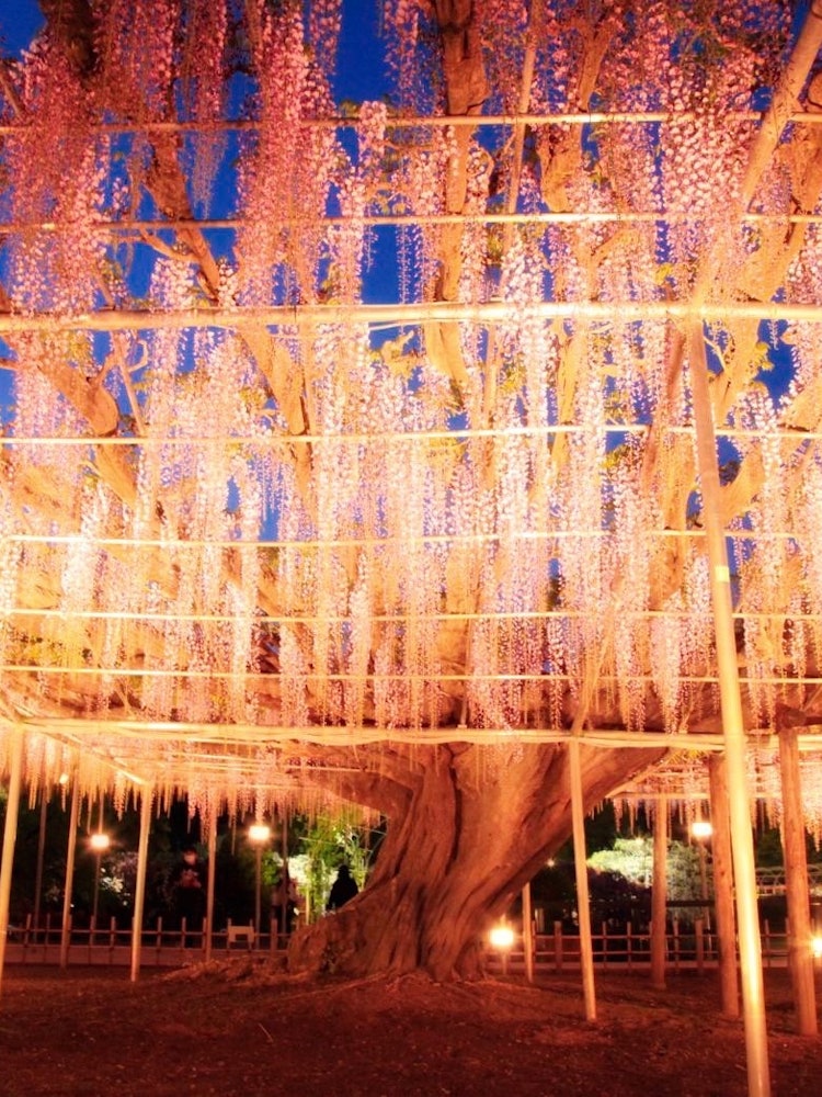 [Image1]Wisteria flowers at Ashikaga Flower Park.Light up(2) 📸