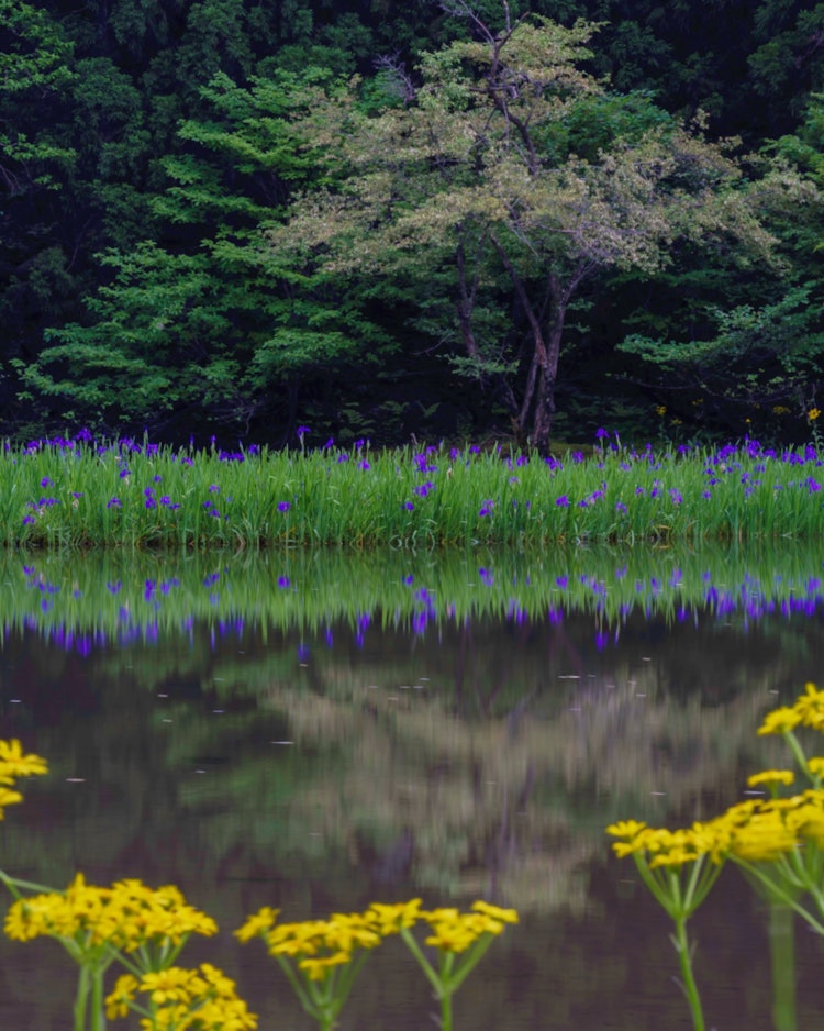 [画像1]滋賀県高島市の平池のカキツバタため池に咲いてます美しい風景が今年も見れました
