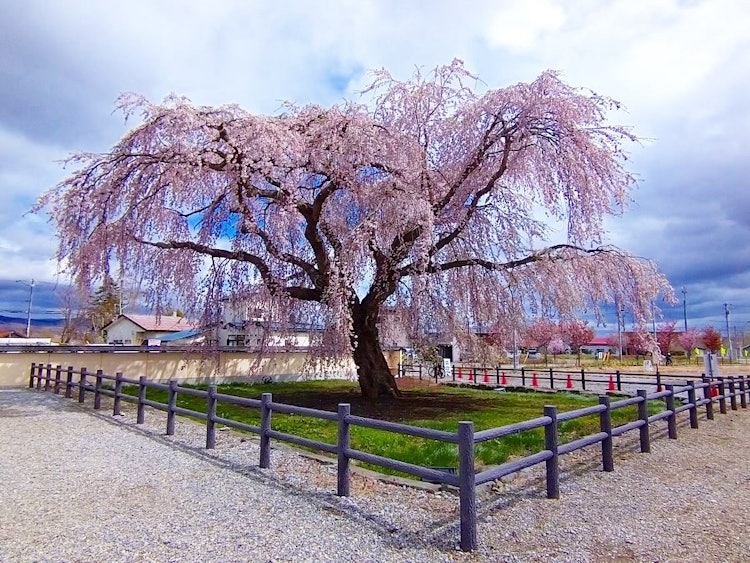 [画像1]法亀寺しだれ桜🌸推定樹齢300年くらいらしいです！夜はライトアップします✨
