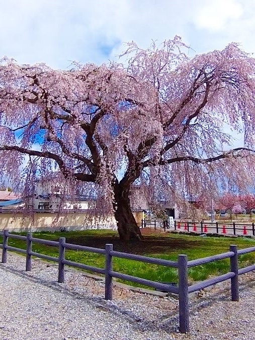 [Image1]Hokameji Shidarezakura (weeping cherry blossoms) 🌸It is estimated to be about 300 years old!It is ✨ 