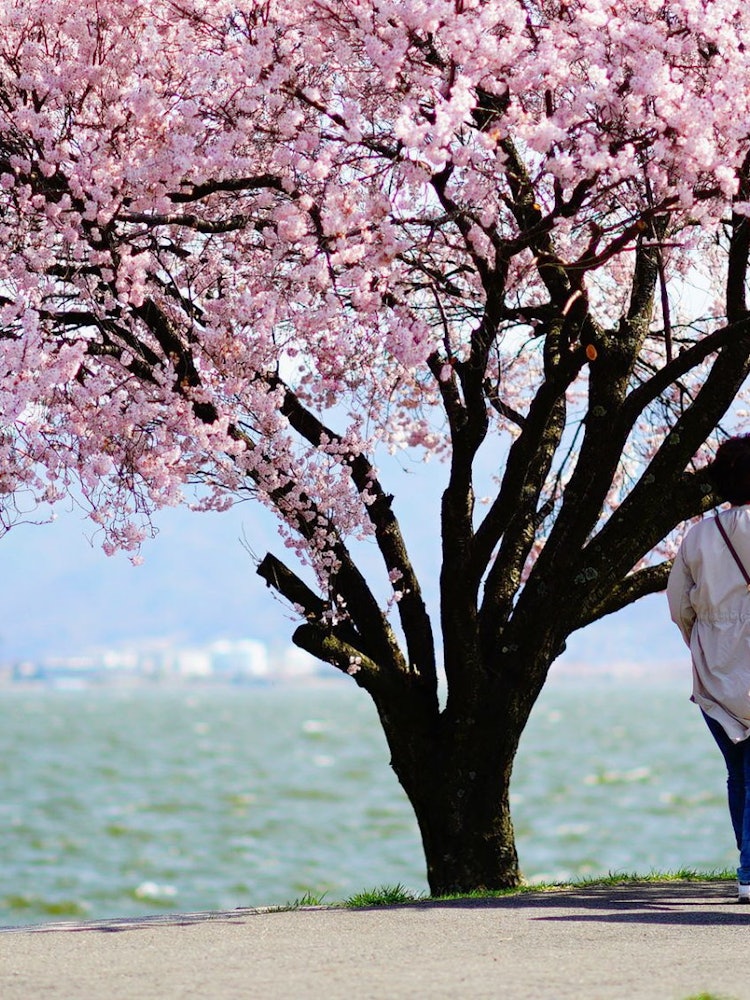 [이미지1]벚꽃 나무 아래.