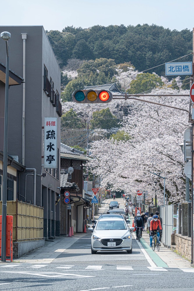 [相片1]通往滋贺县大津市著名的赏樱景点三井寺的道路。这里被称为大津市的代表性樱花景点。