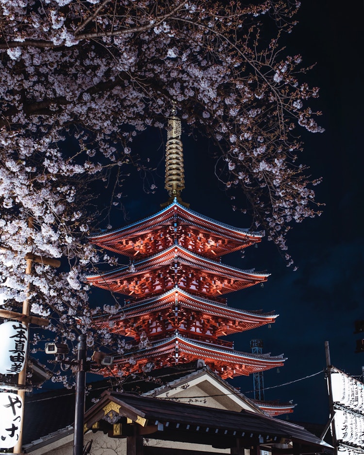 [相片1]只需在淺草寺的夜景中添加櫻花，就會使和諧脫穎而出。只有在春天才能看到特別的景色。