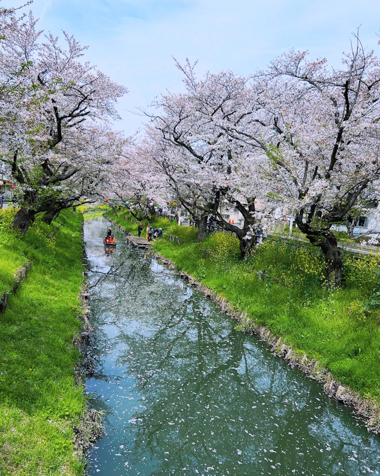 [画像1]24年4月11日撮影。川越氷川神社裏、新河岸川の誉桜です。 舟も写っています。