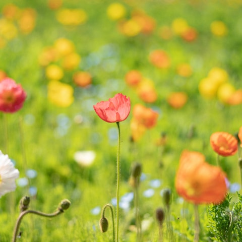 [Image1]Poppies are starting to bloom in Yokosuka Kurihama Flower Park.
