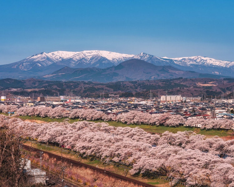 [画像1]前回と同じく「船岡城址公園」の展望台からの眺めです。一目千本桜と残雪の蔵王連峰のコラボが圧巻の景色でした。