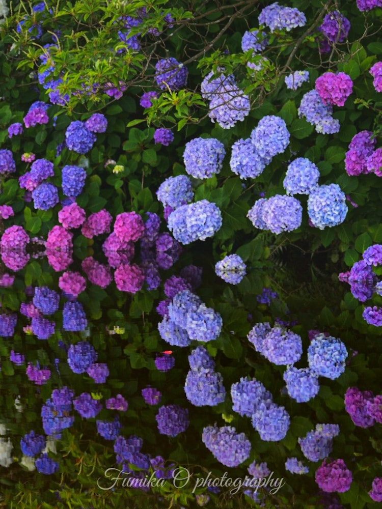 [画像1]三重県伊勢市にある紫陽花の鏡池✨風もなく、紫陽花のリフレクションが綺麗でした😊❤️