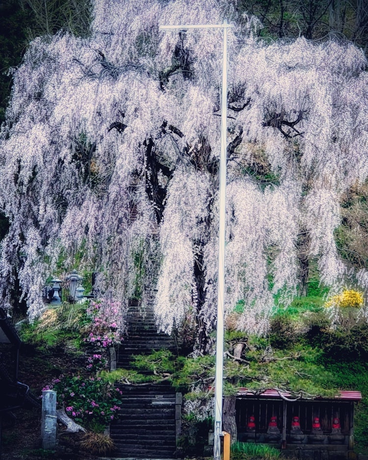 [이미지1]만개한 기타신슈의 벚꽃도 추운 날에도 아름답게 피어납니다.