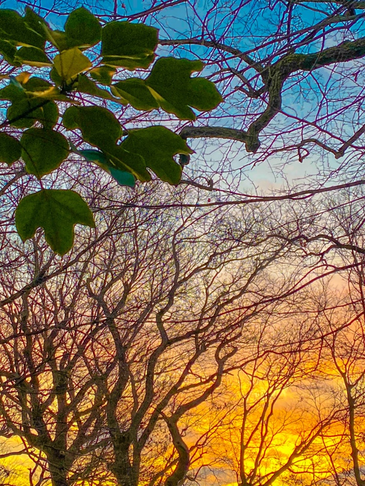 [相片1]2023年1月14日清晨多云 5°C科普斯的每日记录感谢您的观看。它记录了自然和树木的变化。#森林 #秋叶 #摄影 #自然 #光 #四季 #伊玛索拉 #天空