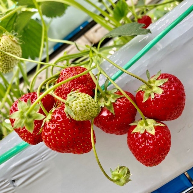 [Image1]It's strawberry picking season soon! Let's go and pick strawberries around Sapporo!Strawberry season