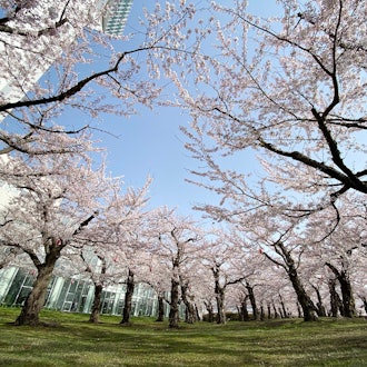 [Image1]Yesterday, on the 4/20th, the cherry blossoms in Goryokaku (Donan) in Hokkaido were 👏 in full bloomT