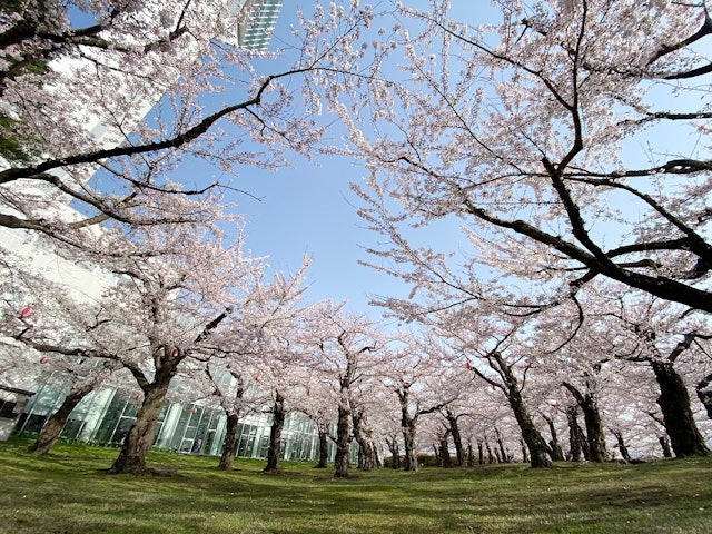 [画像1]昨日、4/20日、北海道五稜郭(道南)の桜が満開でした 👏今年の桜は去年より1週間以上早く、満開の桜を見て道を変えます。土用で見られる桜の名所には、中島公園、北海道神宮、円山公園などがあります。旅行を