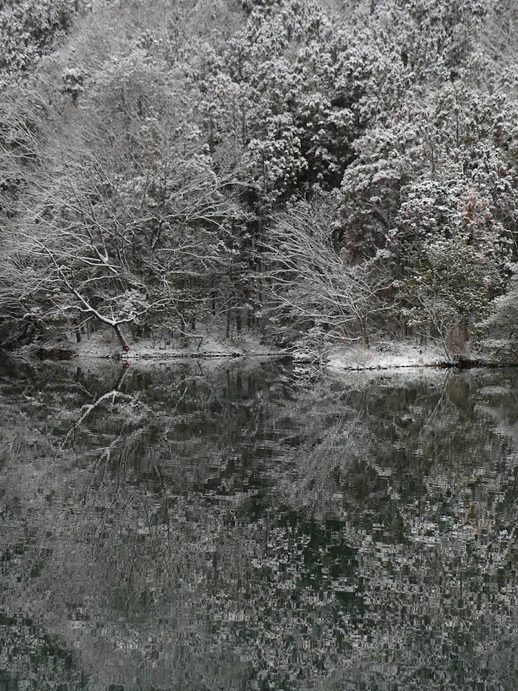 [画像1]「雪の漆谷池」この池は、「なかじまロマン峠道の駅」の裏にあります。 朝方の雪化粧でとてもきれいでした。