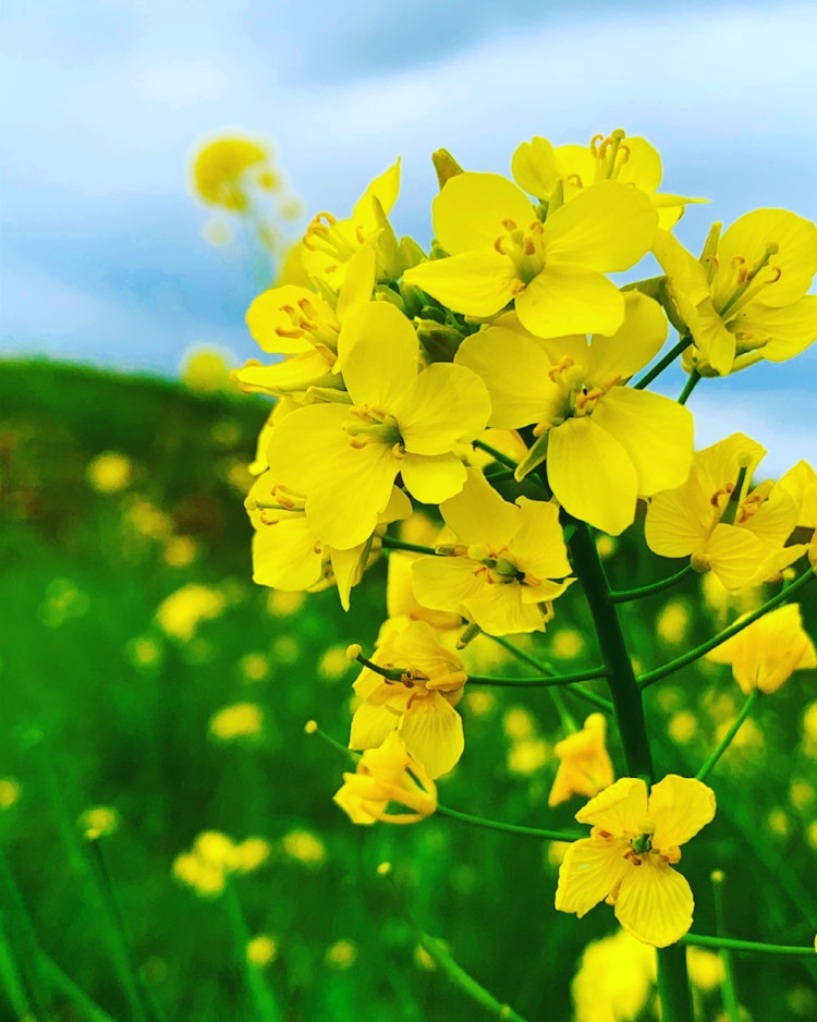 [相片1]如果天氣晴朗，您正在沿河散步油菜花♪盛開黃色的油菜花在藍天下閃閃發光，是一幅感覺春天的風景！