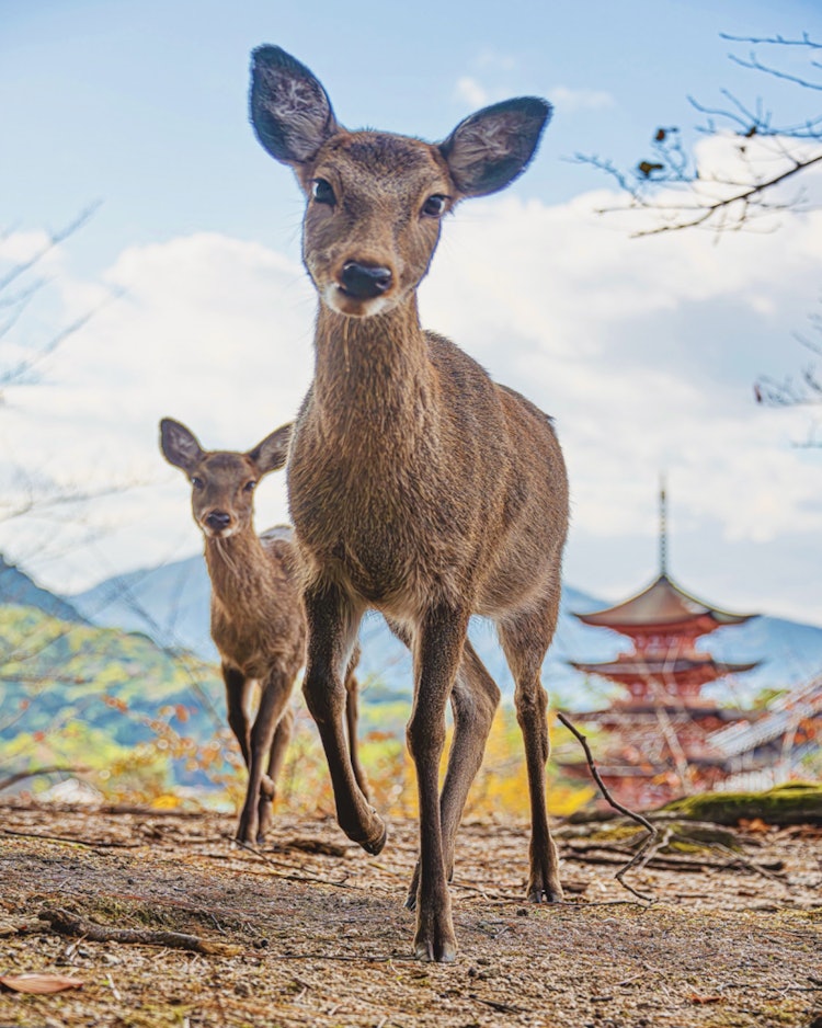 [이미지1]미야지마, 하츠카이치, 히로시마　(히로시마의 추천 명소)#미야지마#미야지마언덕 위의 🦌 사슴과 한 조각 📸🦌 