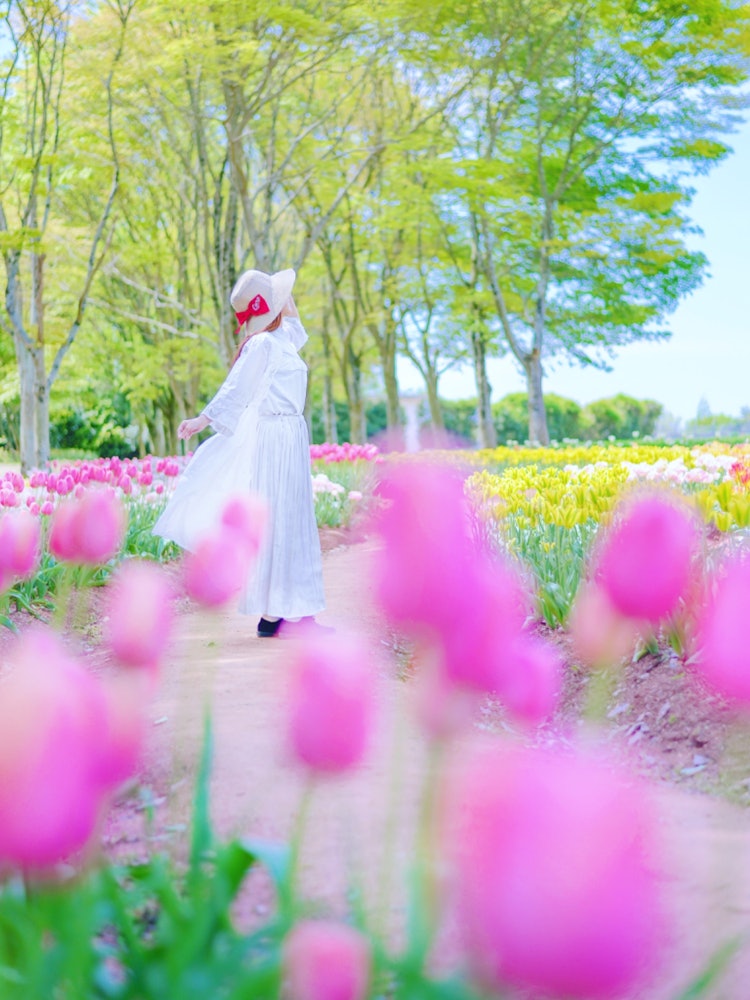 [이미지1]Sera, 히로시마(히로시마의 추천 벚꽃 명소)#세라 고원 농장 👈 @serakogenfarm 튤립 밭 길을 따라 걸으며 포틀렛에서 총을 쏘📸세요.많은 튤립과 신록으로 둘러싸여 이
