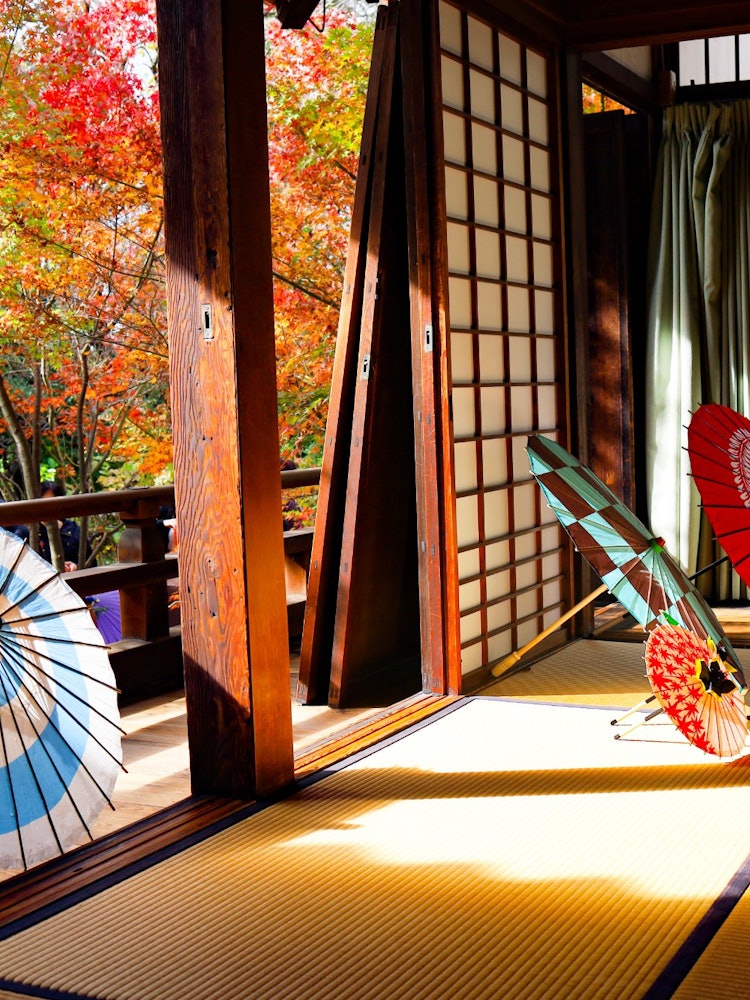 [Image1]Japanese umbrella and autumn leavesShorinji Temple became famous for its photogenic flower handwater