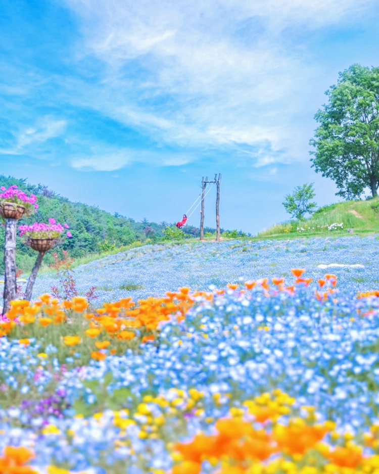 [이미지1]Sera, 히로시마(히로시마의 추천 명소)#하나역 세라 👈 @hananoekisera 오늘은 꽃밭과 📸 꽃 역 세라에서 게시하는 것을 잊은 그네를 넣었습니다그 스윙은 당신을 하이디