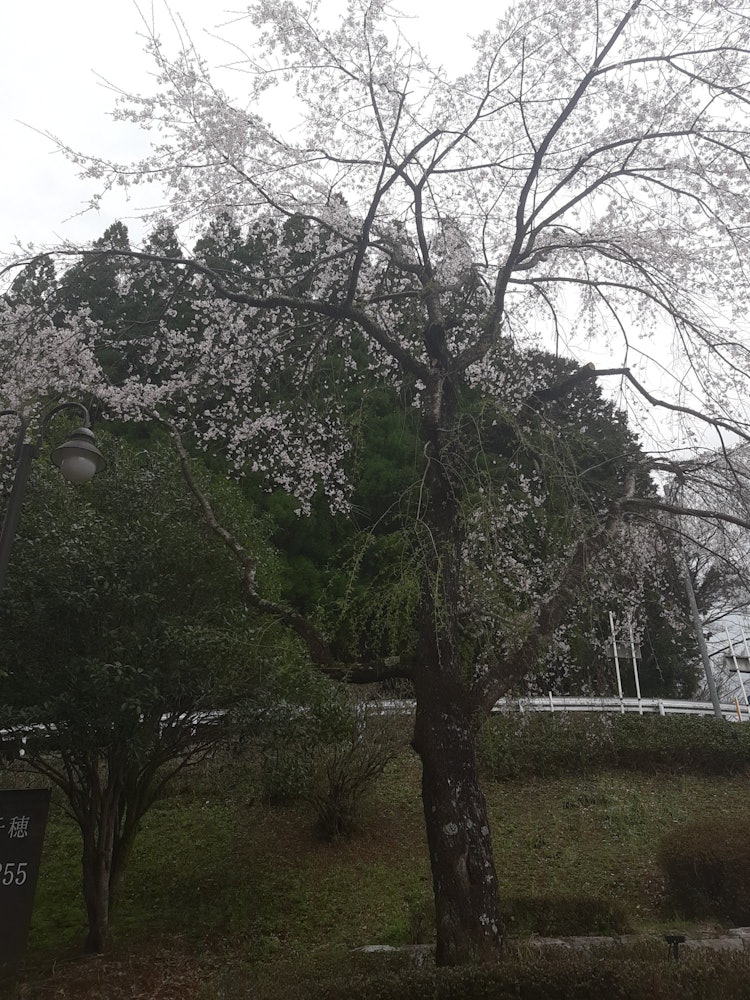 [相片1]我在宫崎县的高千穗峡谷遇到了一朵美妙的樱花。 20230328
