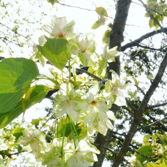 [Image1]Gyoikou is a plant of the genus Prunus in the Rosaceae family. Sakura is a cultivation variety nativ