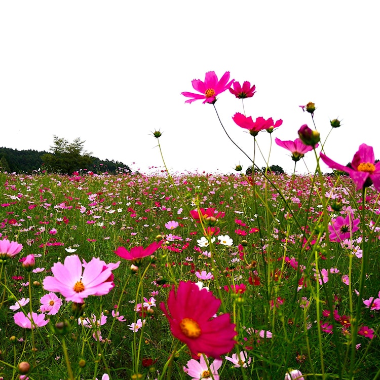 [画像1]日本最大級のコスモス園『太陽の丘えんがる公園コスモス園』は、10haの広大な畑に約1,000万本のコスモスが咲き誇ります。また、約20種のコスモスが鑑賞できます。 見頃は8月下旬～9月下旬です。今年は