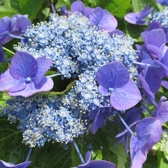 [Image1]The color of hydrangea flowers changesThe relationship between pigments and soil componentsAnd the o