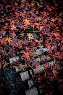 [Image1]【Scattered maple】Scattered maples are also beautiful