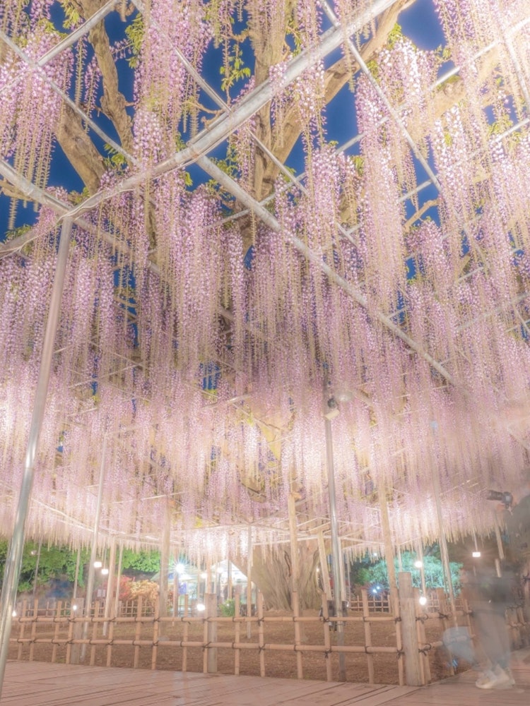 [Image1]Location: Ashikaga Flower ParkI want to get revenge on the wisteria curtain、、、