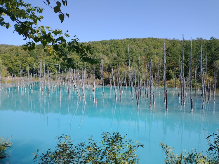 [이미지1]비에이의 푸른 연못. 감기. 토양이 파랗게 변한 것은 수산화 알루미늄이 포함되어 있기 때문인 것 같습니다.