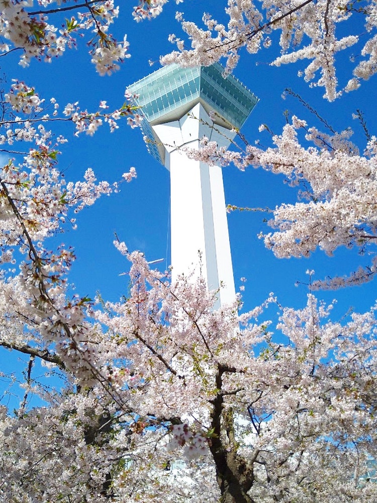 [Image1]Cherry blossoms 🌸 at Goryokaku TowerOn this day, the weather was good and it was 🥹 a cherry blossom 