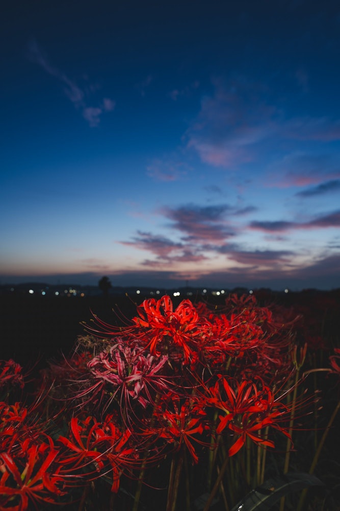 [相片1]摄于9月30日早晨太阳升起前的红彼岸花在爱知县半田市的八胜川上使用智能手机照明拍摄我能够在日出和红彼岸花之间进行很好的合作。