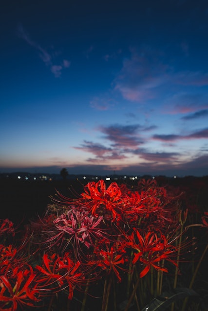 [画像1]９月３０日撮影愛知県半田市矢勝川の朝陽が上る前の彼岸花スマホライティングで撮影朝焼けと彼岸花のコラボいい感じでとることができました。
