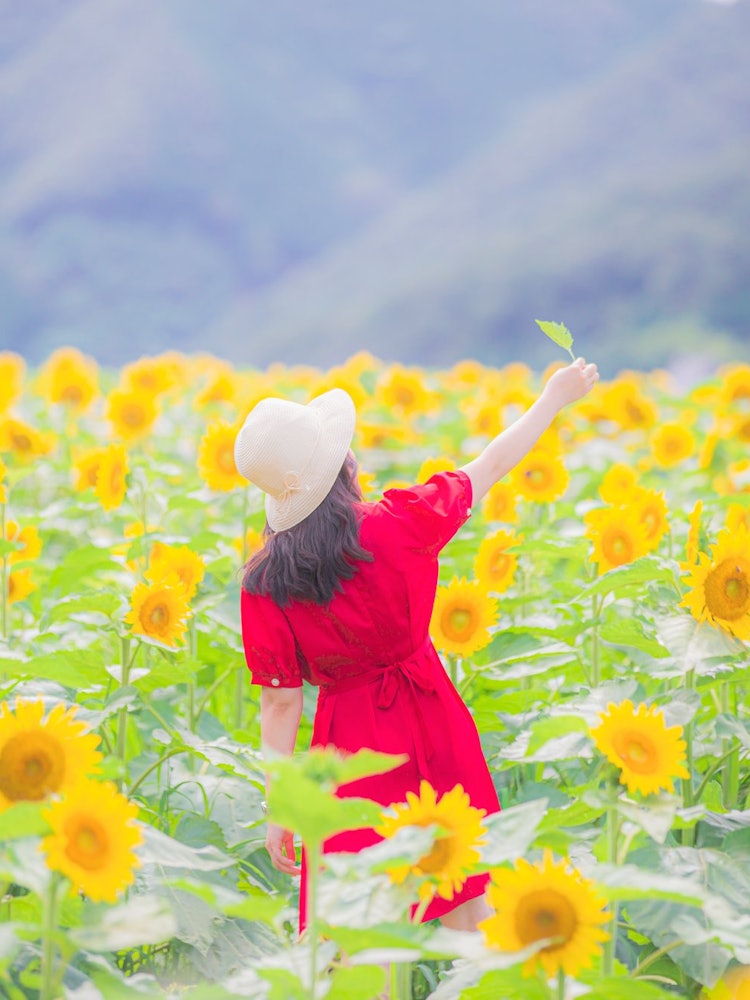 [Image1]Sunflower PromiseIn Hyogo Prefecture