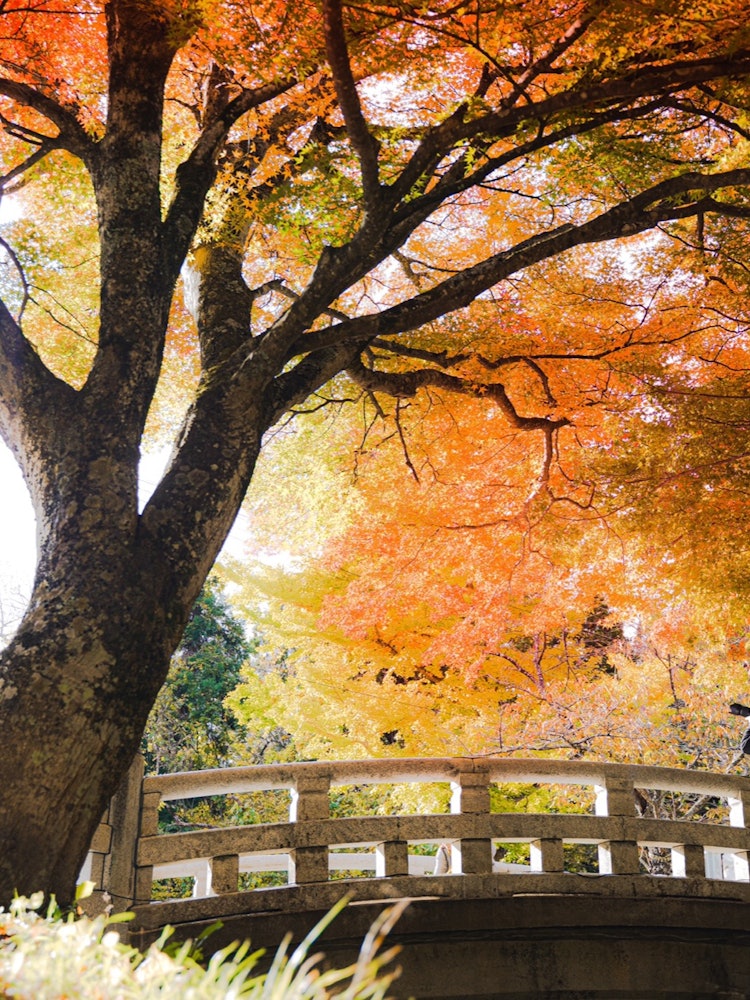 [Image1]Tsuchitsu ShrineAutumn leaves and photographer