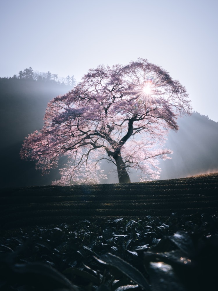 [Image1]It is a single cherry tree that is over 300 years old.It was illuminated by the morning sun and myst