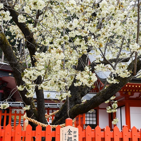 [画像1]こんにちは！ 昇仙峡観光協会です。 現在、金櫻神社の御神木「金櫻」が見頃を迎えています。黄金味を帯びた淡い黄色の鬱金桜は神秘的で、まさに金運上昇のパワーポットです。手前の八重桜も開花し始めていますので