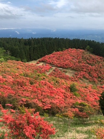 [相片1]当杜鹃花盛开时，山脉被染成鲜红色，可以看到非常美丽的景象。我想在电晕后不戴口罩走在这座山上。