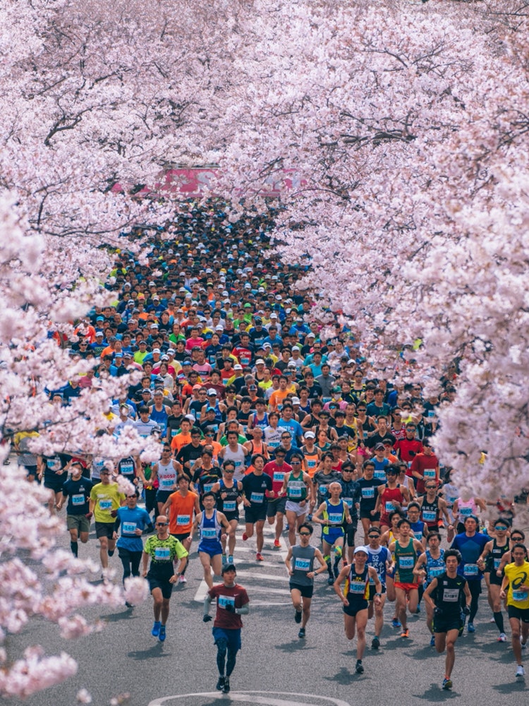 [Image1]Cherry blossoms and marathon 🌸