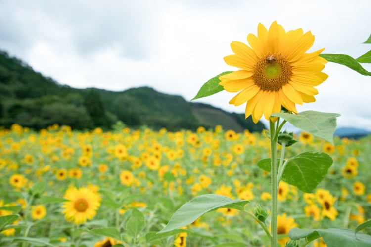 [相片1]这是岩手县远野市的向日葵田。 它盛开着不少向日葵花。 这是一个👌🌻✨很棒的地方