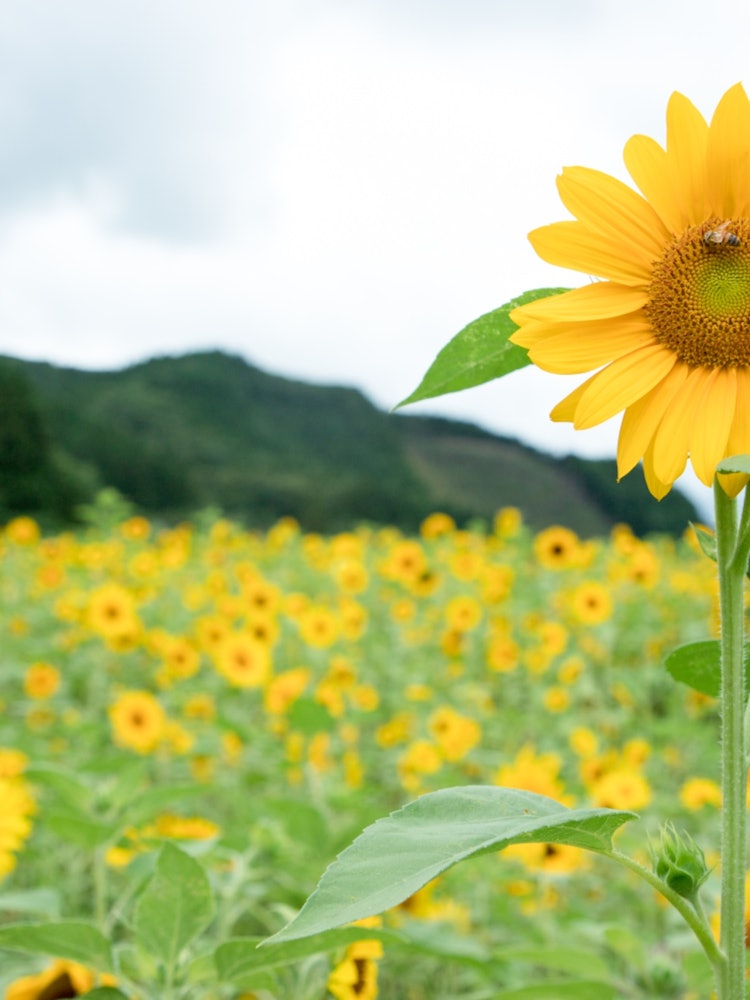 [画像1]岩手県遠野市のひまわり畑です。 かなりの数のひまわりの花が咲き誇っています。 素晴らしいスポットでした👌🌻✨
