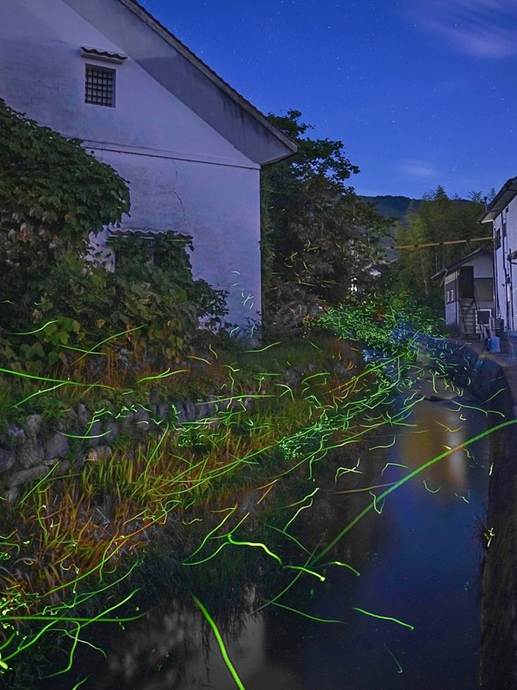 [Image1]Higashihiroshima, Hiroshima　(Recommended firefly spots in Hiroshima)#Shiwabori 👈Fireflies were flyin