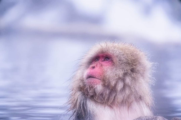[Image1]Jigokudani Onsen, Nagano Prefecture I spent 6 hours to see this scene, but I thought that a monkey w